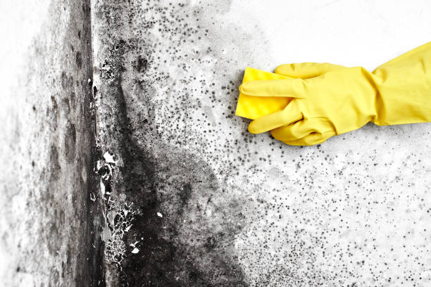 Best Mold Damage Repair  in Depew, NY