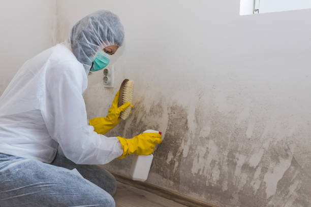Best Toxic Mold Removal  in Depew, NY