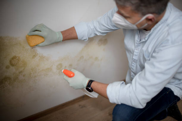 Best Mold Remediation  in Depew, NY