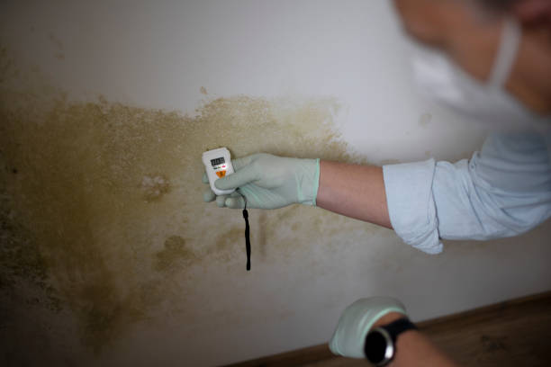 Best Mold Remediation Services  in Depew, NY