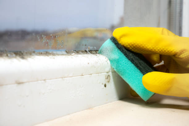 Best Black Mold Removal  in Depew, NY