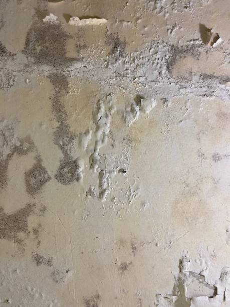 Best Crawl Space Mold Removal  in Depew, NY