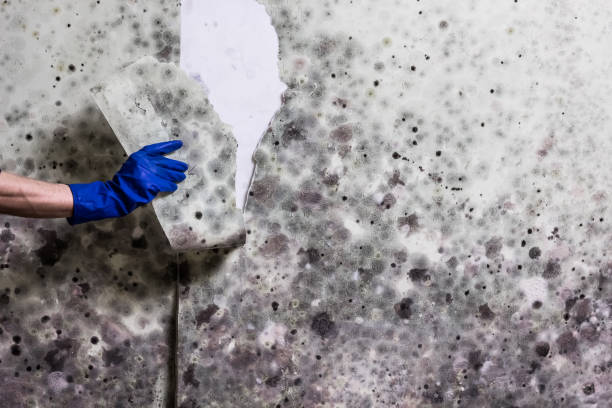 Best Toxic Mold Removal  in Depew, NY