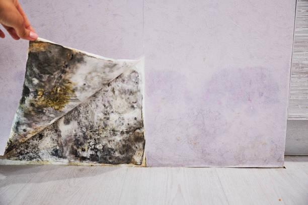 Best Mold Removal Near Me  in Depew, NY